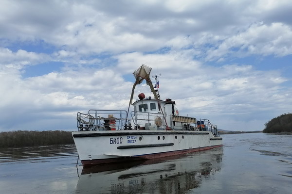 Ученые оценили состояние воспроизводства лососевых в бассейне Амура