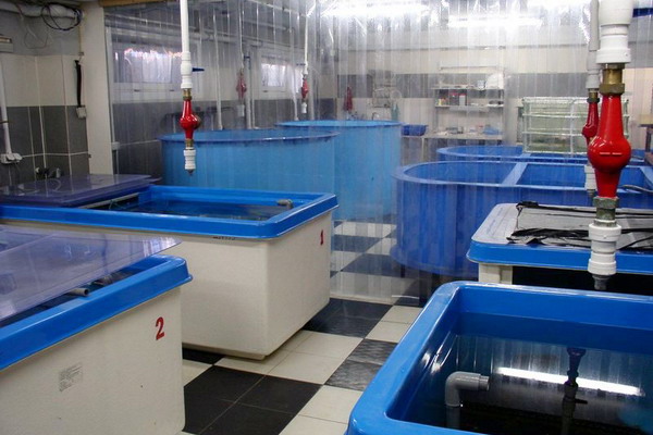 В СахНИРО выработаны рекомендации по получению и содержанию личинок серого морского ежа