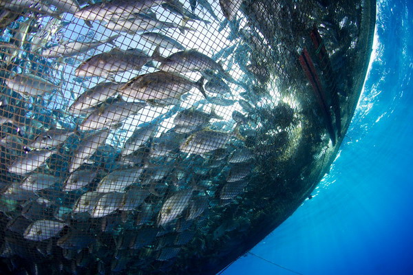 В следующем десятилетии темпы прироста мировой аквакультуры будут снижаться