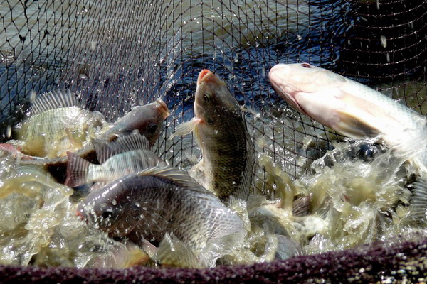 ФАО прогнозирует рост производства рыбы