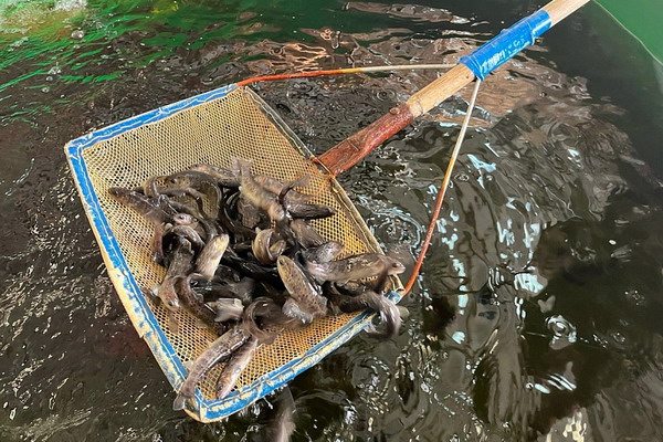 Предоставлены результаты исследований о пригодности водных объектах трех округов Поморья для выращивания рыбы