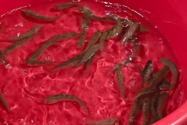 Главрыбвод завершил реализацию государственного задания по выпуску черноморского лосося Главрыбвод завершил реализацию государственного задания по выпуску черноморского лосося