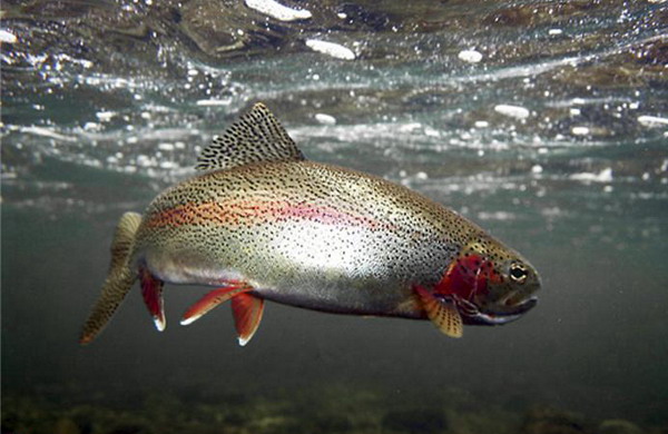 В Карелии создадут рыбный кластер В Карелии создадут рыбный кластер