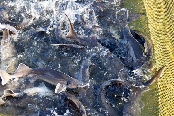 Составлен список видов рыб для племенного животноводства