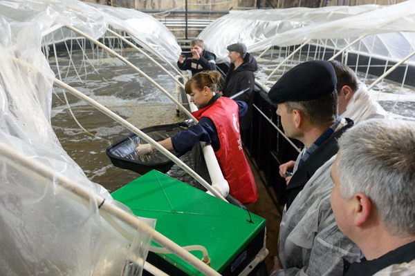 В Калужской области открылась крупнейшая в России ферма по разведению королевской креветки