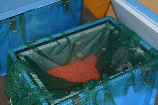 На Камчате начался сезон закладки икры для воспроизводства тихоокеанских лососей