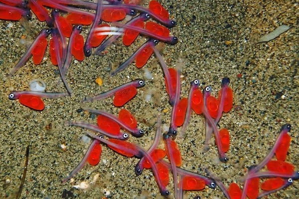 На сахалинских рыбоводных заводах выращивается более 123 млн будущих тихоокеанских лососей