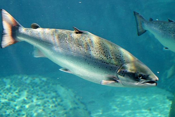 Тайским рыбоводам удалось добиться успехов в разведении атлантического лосося