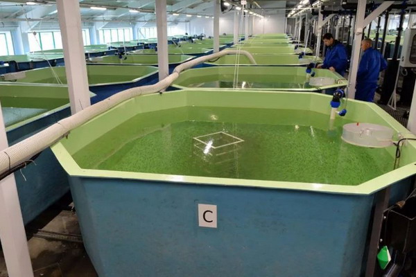 На Ямале открыт второй рыбоводный завод по воспроизводству сиговых рыб