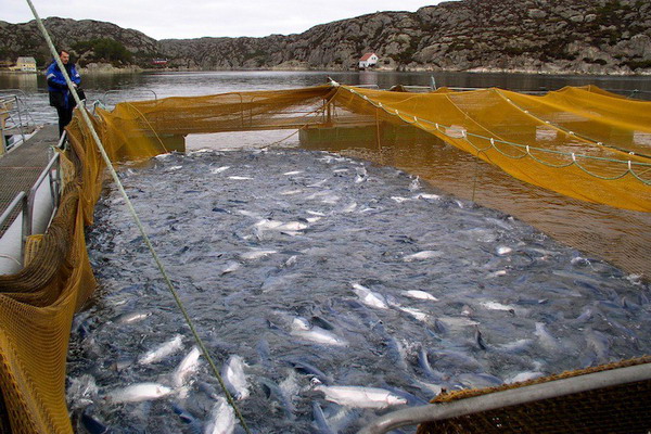 Новый рекорд мирового производства продукции аквакультуры