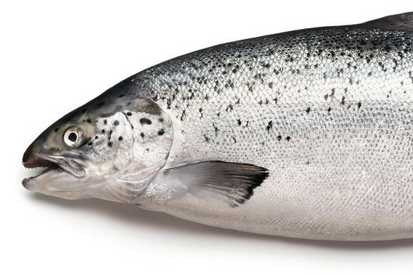 Экспорт шотландского лосося достиг рекорда