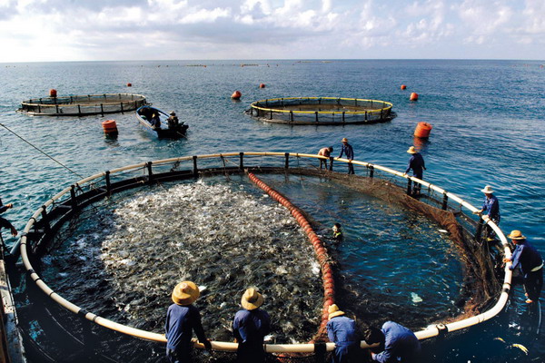 Китай будет дополнительно субсидировать морскую аквакультуру
