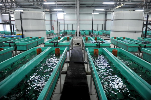 В Башкортостане создают привлекательную инвестиционную среду для развития рыбоводства