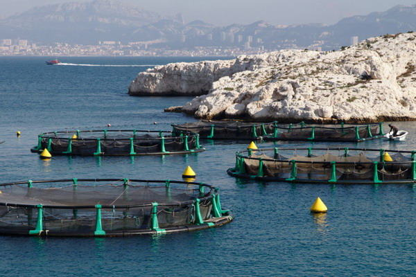 ФАО прогнозирует, что мировое производство продукции аквакультуры превысит 100 миллионов тонн в 2027 году