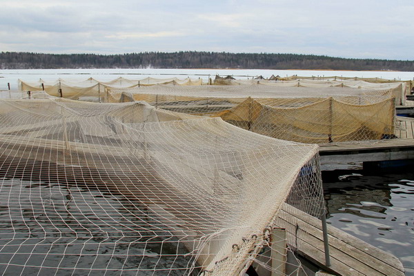 За год объемы выращивания рыбы в Поморье выросли на 10 процентов