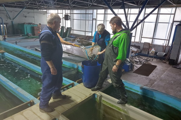 В Ленинградской области рыбоводы готовятся к выпуску ладожской палии