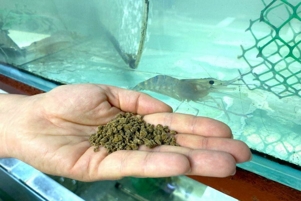 Астраханские ученые создали инновационный корм для рыб с белком микробного происхождения