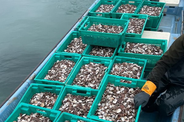 Свыше 5 млн молоди гребешка выпустили в море для выращивания в Приморье в 2024 году