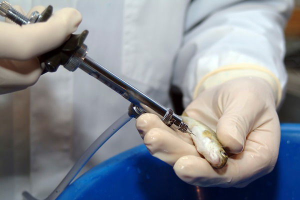 В России проходят испытания новой вакцины против болезней лососeвых рыб