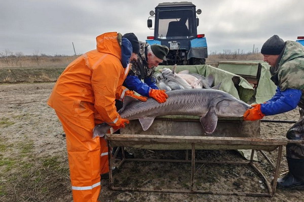 Как в Главрыбводе спасают донскую белугу