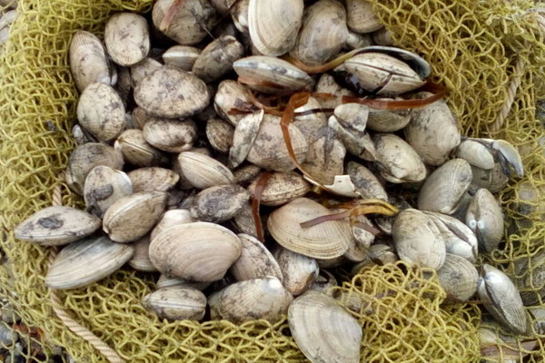 Специалисты ТИНРО расширяют набор культивируемых моллюсков