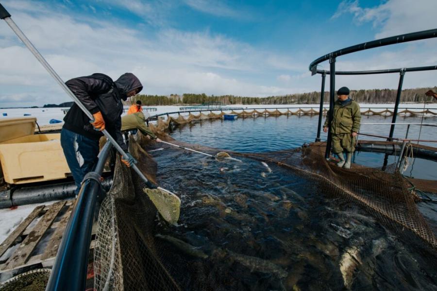 В рыбохозяйственном комплексе РФ наиболее востребованы рыбоводы