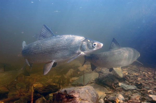 Проект программы для восстановления запасов ценных сиговых рыб в Обском бассейне планируется подготовить к весне