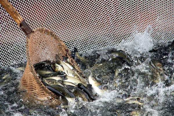 Производство товарной рыбы в Сибири вырастет в текущем году на 10%