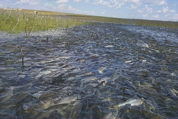 Приказом Минсельхоза России актуализированы нормативы качества воды рыбохозяйственных водоемов