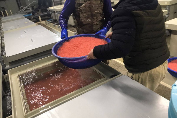 На рыборазводных заводах Сахалина идет инвентаризация икры для дальнейшего воспроизводства