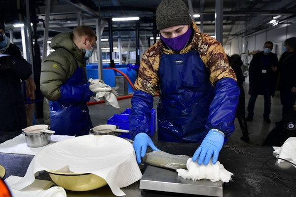 На Ямале впервые получили икру от маточного стада муксуна
