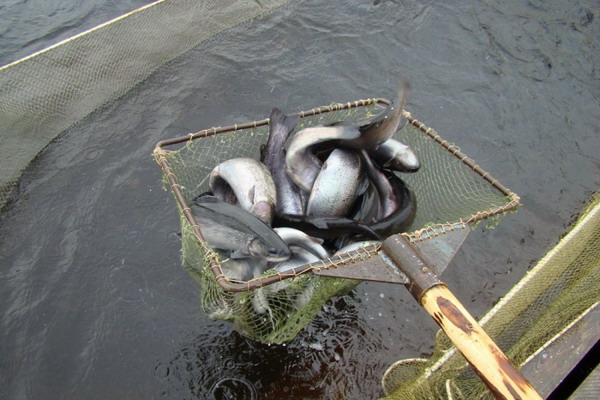 Рыбоводы Ленинградской области получат субсидии на новое направление