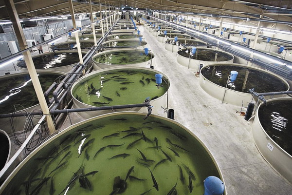 Итоги года по объемам производства товарной аквакультуры в России