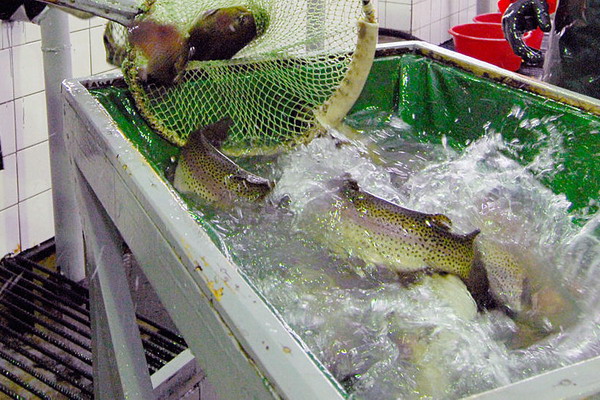 В Узбекистане расширяется сеть рыбоводных хозяйств