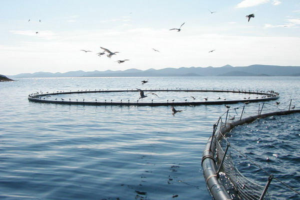 Мировой рынок аквакультуры в ближайшие пять лет ждет ускорение роста