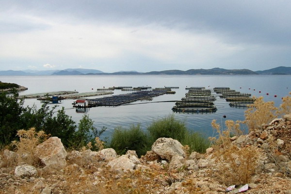 Рыбоводные хозяйства Крыма и Севастополя получат водные участки без торгов