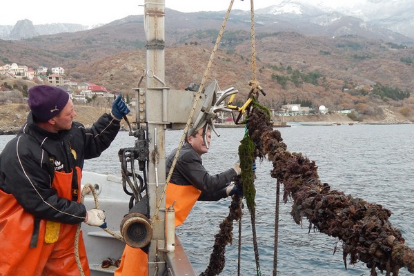 Более 330 тонн продукции аквакультуры произведено в Крыму и Севастополе за 9 месяцев