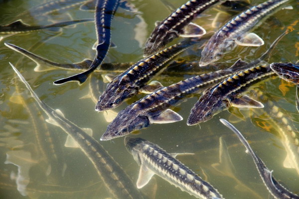 В 2022 году в Астраханской области было выпущено более 25,6 млн штук молоди осетровых видов рыб
