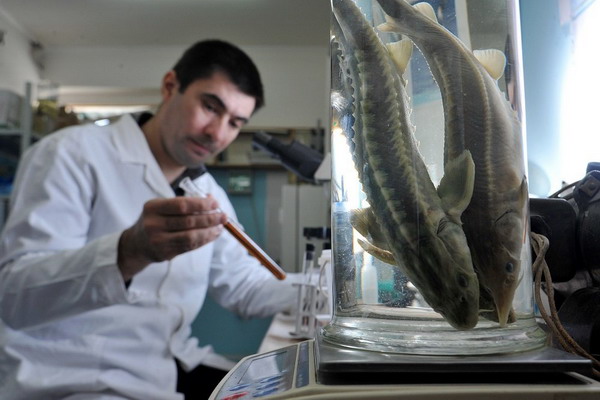 Для пресноводной рыбы обновят правила ветеринарно-санитарной экспертизы