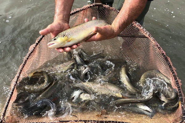 Более 942 тысяч мальков каспийского лосося выпущены в реки Кавказа