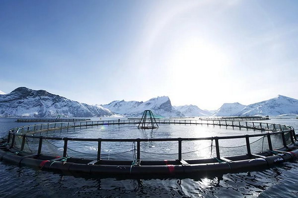 В 2018 году производство лосося в Норвегии вырастет на 7%