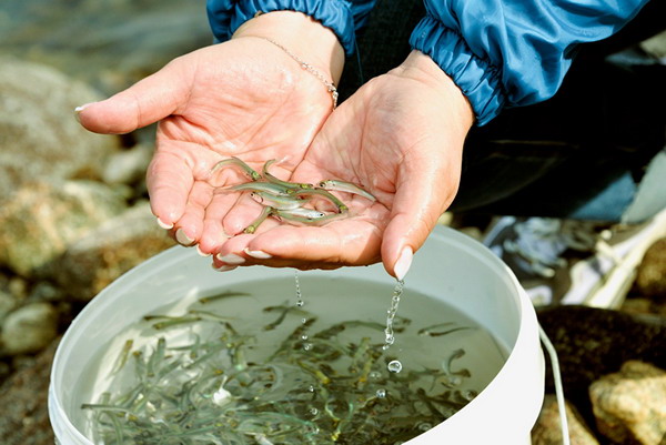На Ямале определят новые водоемы для выращивания ценных видов рыб