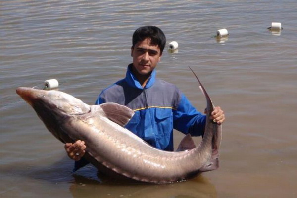 Аквафермеры Ирана готовятся обогнать рыбаков