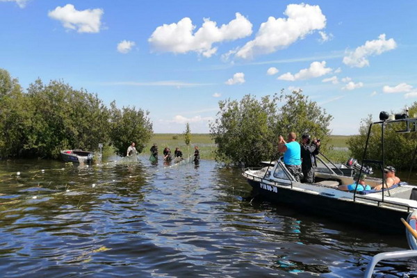 Осуществлен выпуск молоди сиговых видов рыб из крупнейшего рыбопитомника Ханты-Мансийского автономного округа