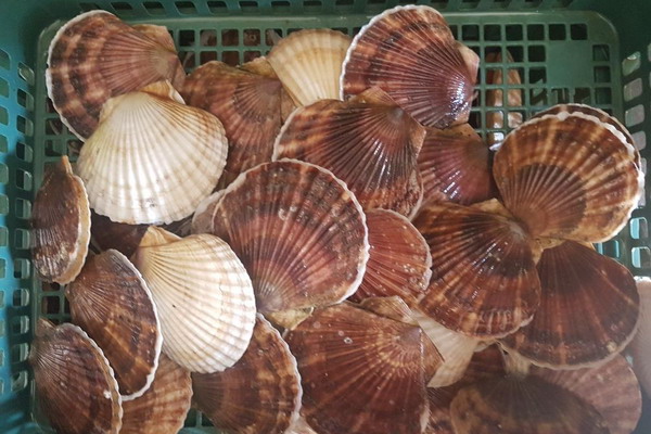 Пастбищная марикультура Сахалинской области: результаты выпуска молоди в 2025 году