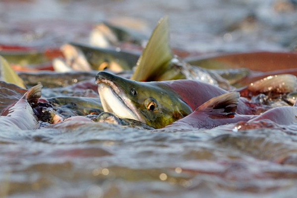 На Камчатке обсудили работу по сохранению рыбных запасов Дальнего Востока