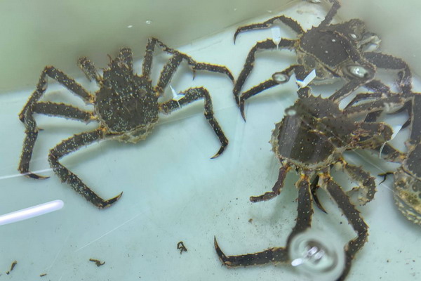 Ученые Приморья продолжают работы по искусственному воспроизводству камчатского краба
