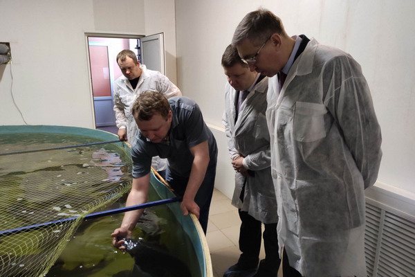 В Вологодской области выращено более 600 тонн продукции аквакультуры за 2019 год