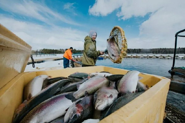 Российские рыбоводы успешно отработали I квартал 2023 года