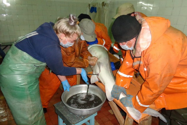 На рыбоводных заводах Каспийского филиала ФГБУ «Главрыбвод» готовятся к выпуску
